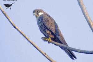 Halcón de Eleonora: un viajero extraordinario.
