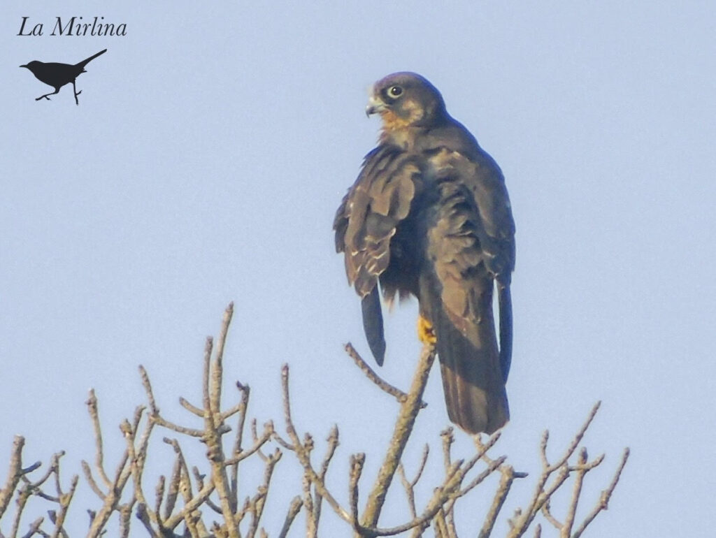 Halcón de Eleonora, vista posterior.