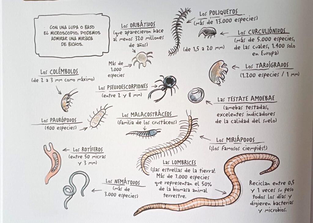 Viñeta de La vida secreta de los árboles