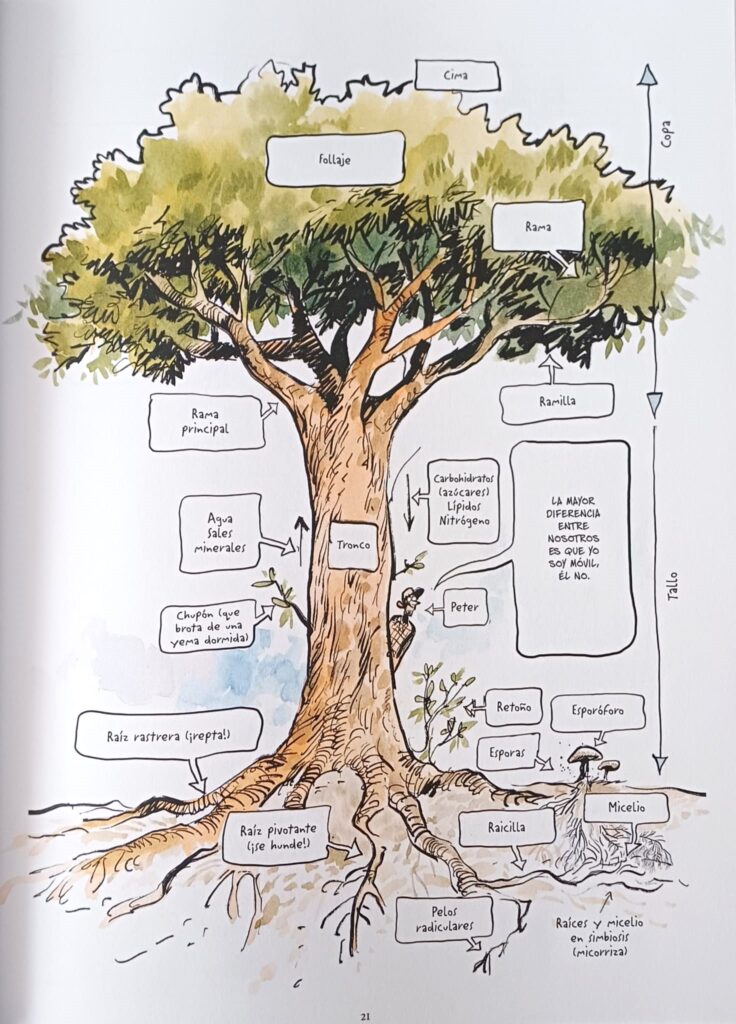 Viñeta de La vida secreta de los árboles: estructura de un árbol