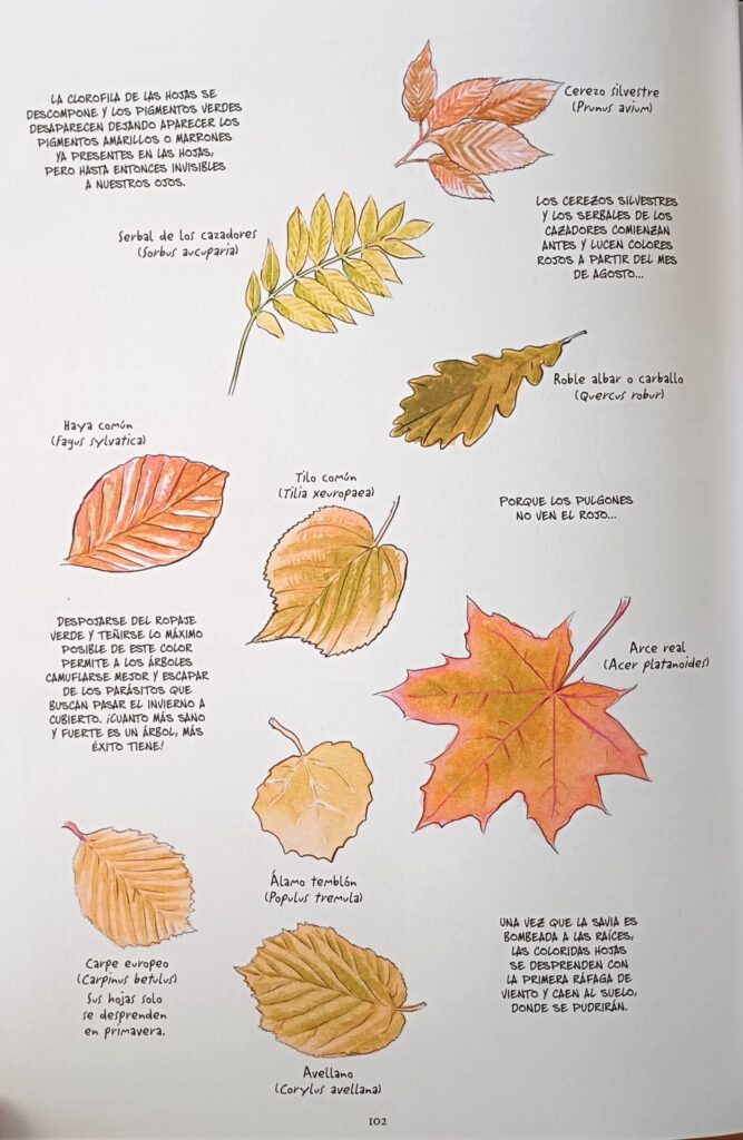 Viñeta La vida Secreta de los Árboles